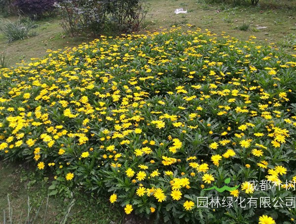 黄金菊的养殖方法和注意事项有哪些？