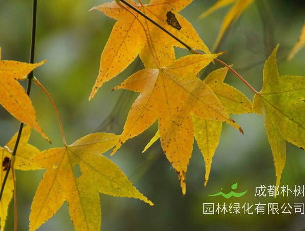 色木槭变色时间是什么时候？