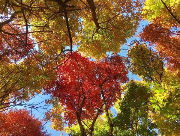 色木槭的寓意是什么？