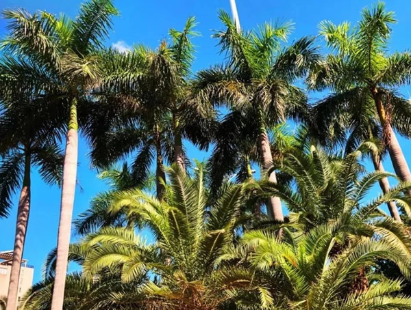王棕树是椰子树吗？