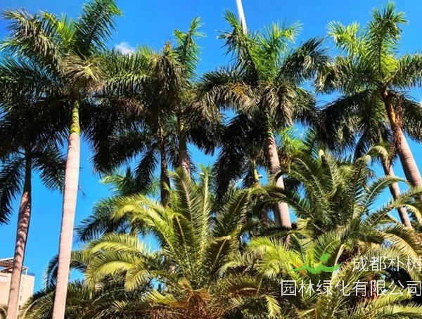 王棕树是椰子树吗？