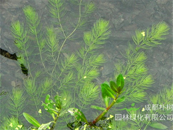 如何饲养金鱼藻？金鱼藻是什么植物？