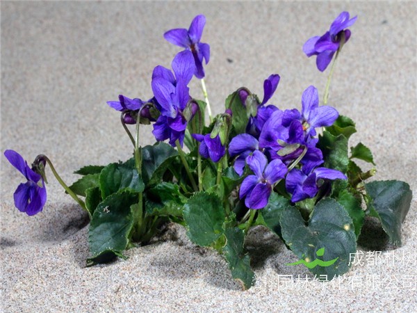 为什么喜欢紫罗兰？紫罗兰什么季节开花？紫罗兰象征着什么意思？