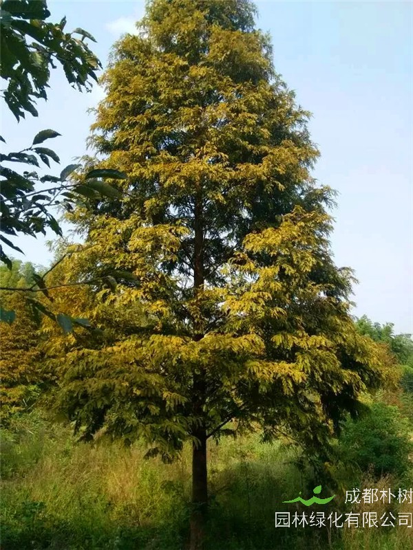 水杉在哪个季节生长？水杉如何养护？