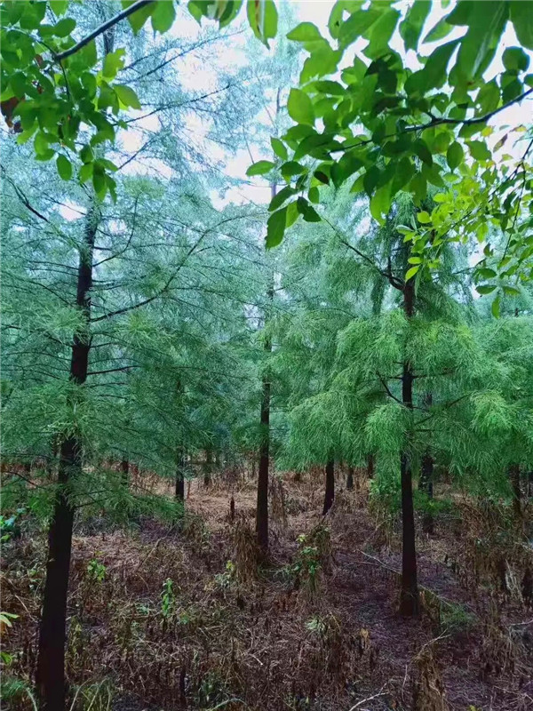 池杉有哪些品种？池杉和落羽杉有哪些作用？