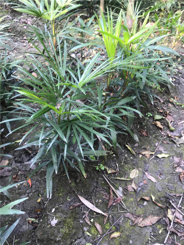 棕竹多久开花？棕竹和玉竹哪个好？