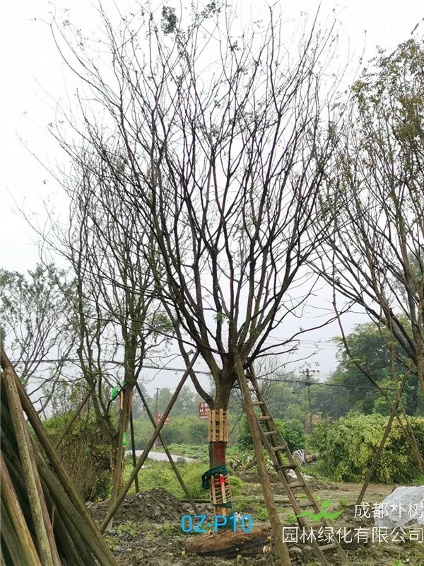 四川省苗木基地直销27公分精品皂角树树形优美-欢迎选购