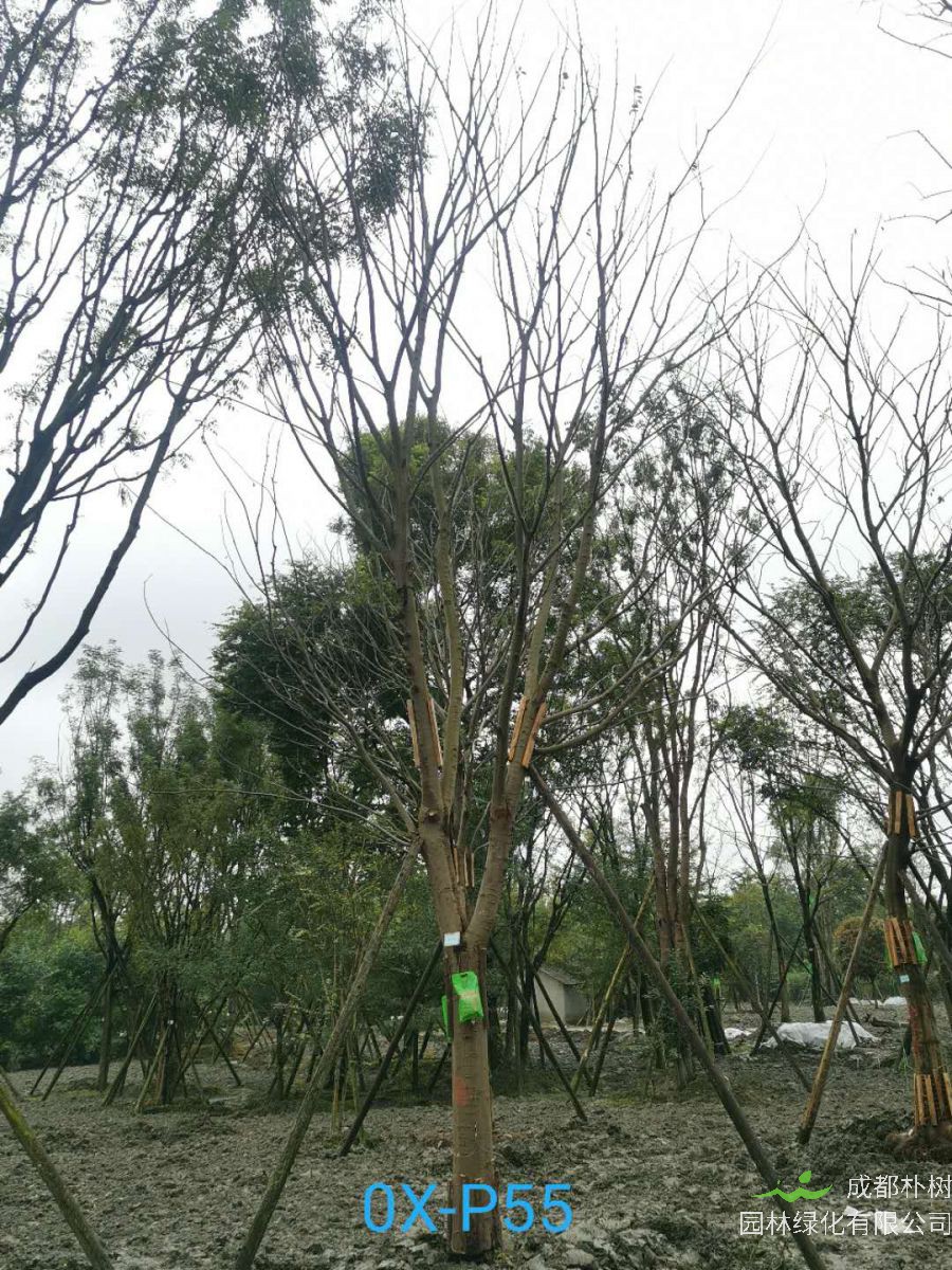 四川省-成都市20-24公分朴树价格趋势是怎么样的？
