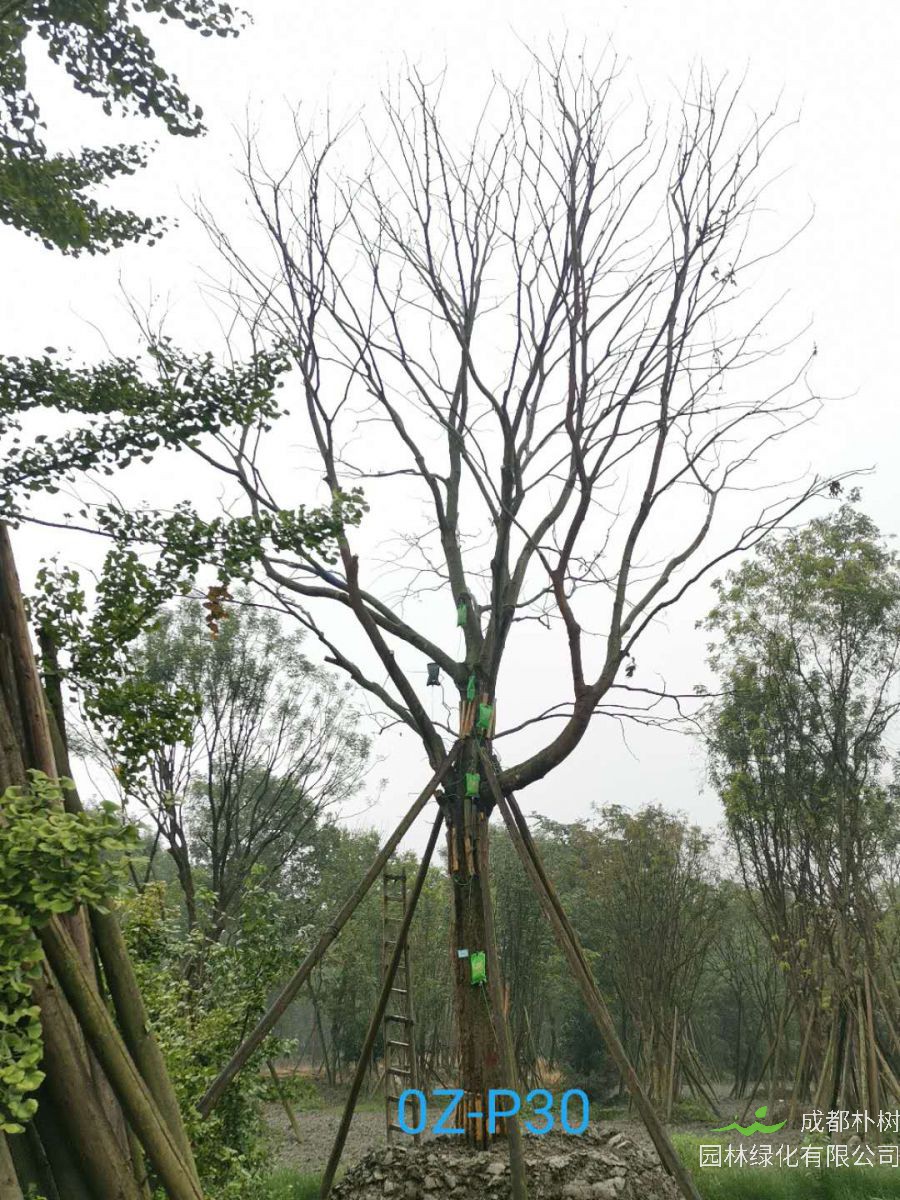 2020年四川省-成都市-温江49-50公分朴树价格趋势