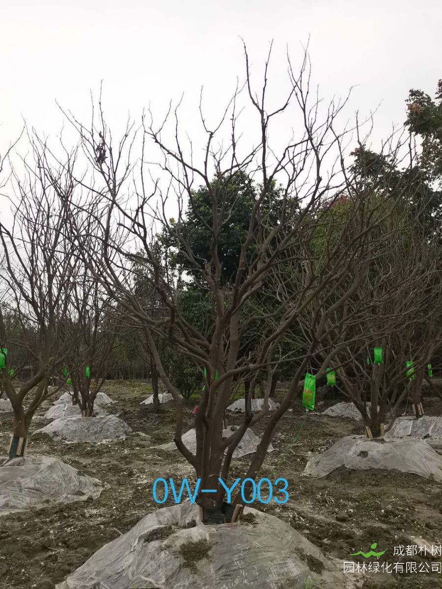 25公分柚子树在四川省-成都市-市场价格如何？