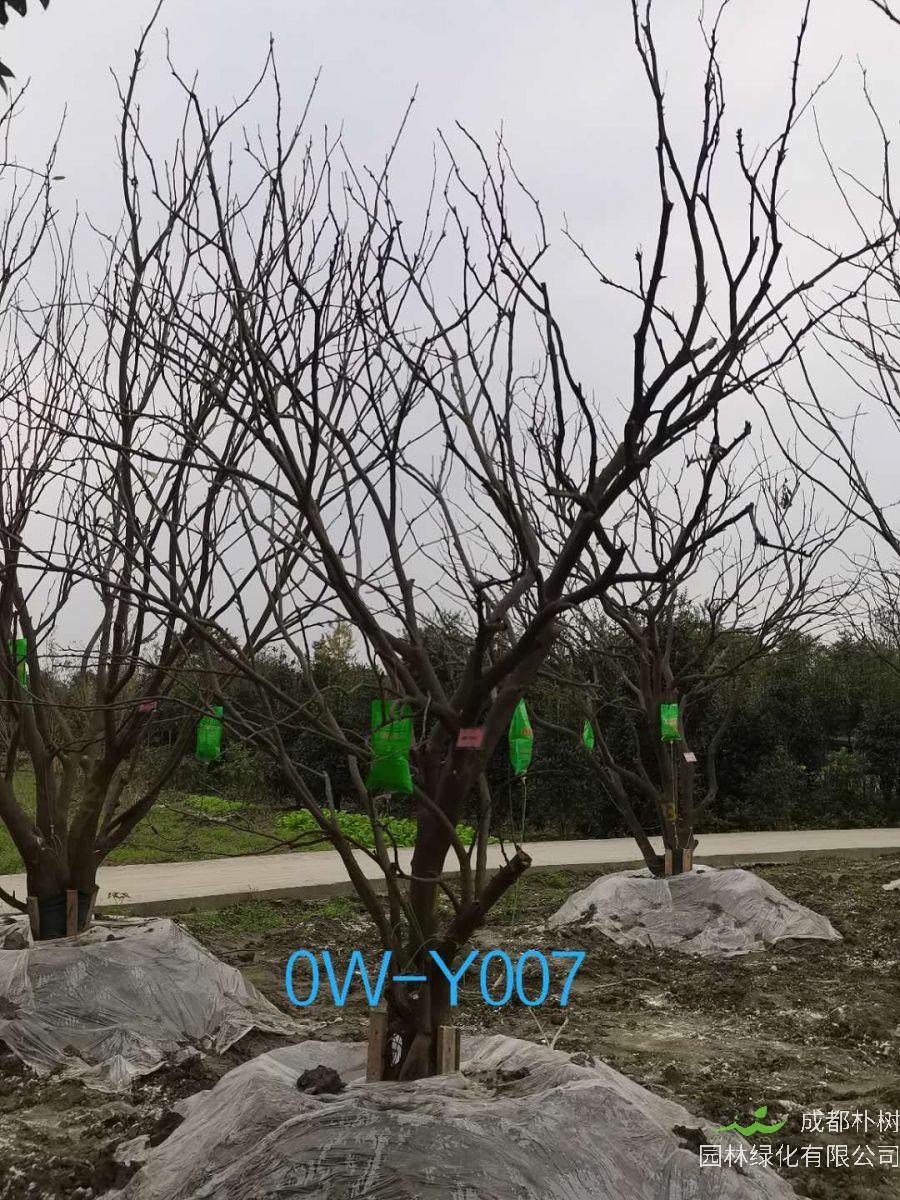 四川-成都市18公分柚子树价格详情-价格趋势