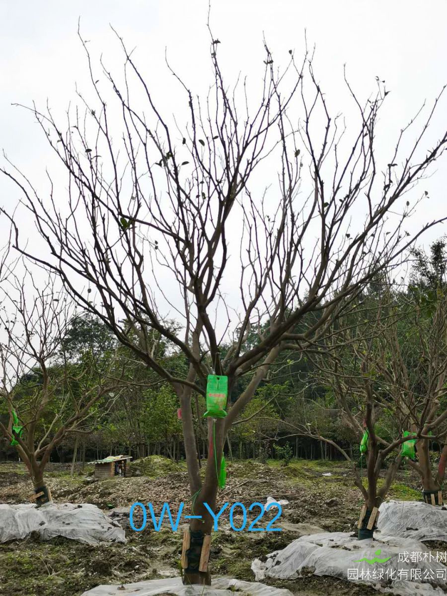 四川-成都市18公分柚子树价格详情-价格趋势