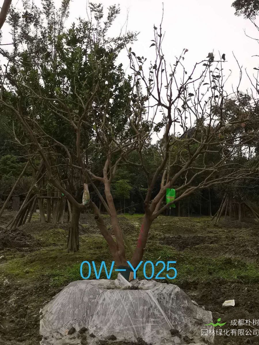25公分柚子树在四川省-成都市-市场价格如何？