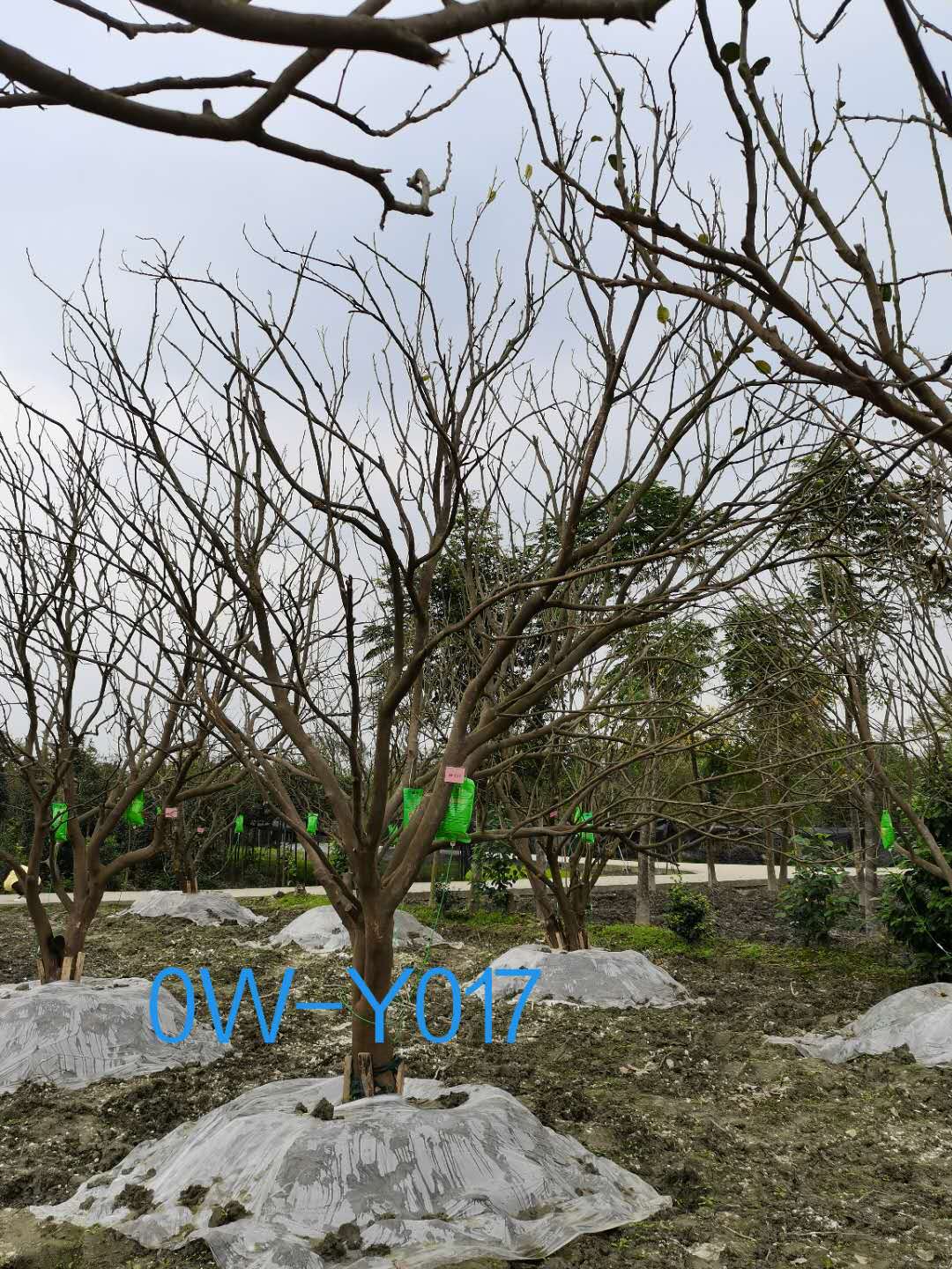 四川省20公分柚子树价格如何？