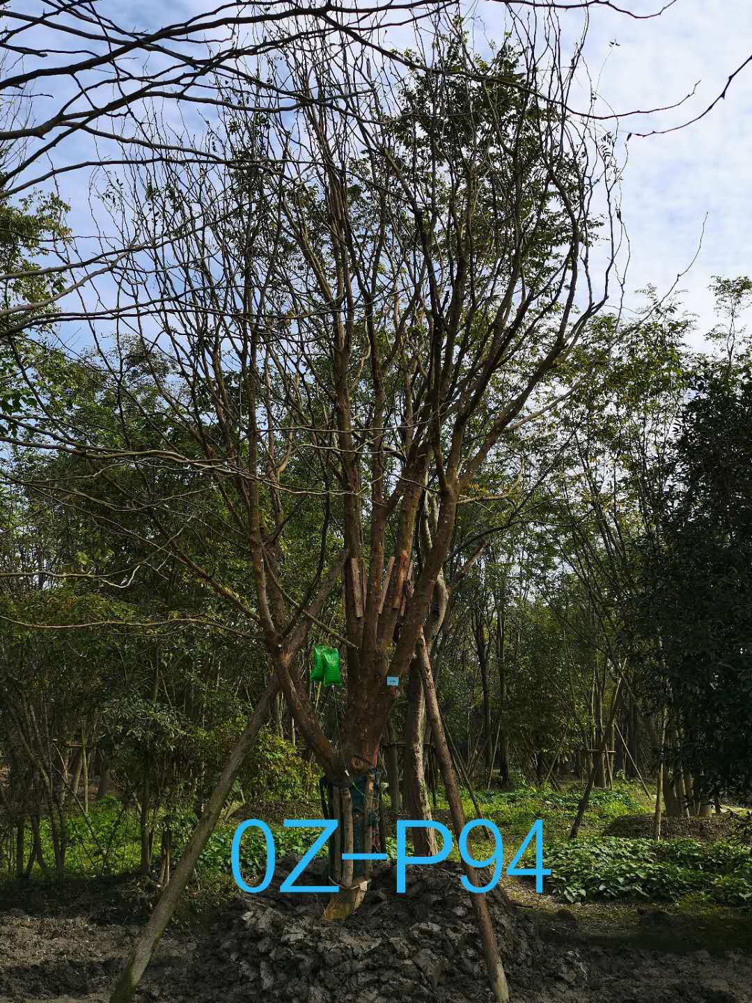 四川省-成都市-21公分-38公分皂角树价格如何？