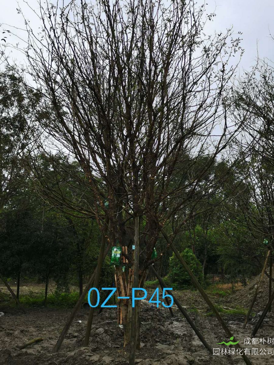 2020年郫都区30公分低分枝皂角树价格如何？
