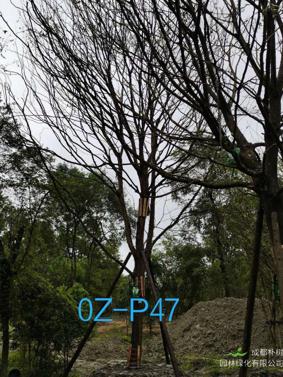 都江堰苗木基地直销26公分树形优美-生长旺盛的精品皂角树
