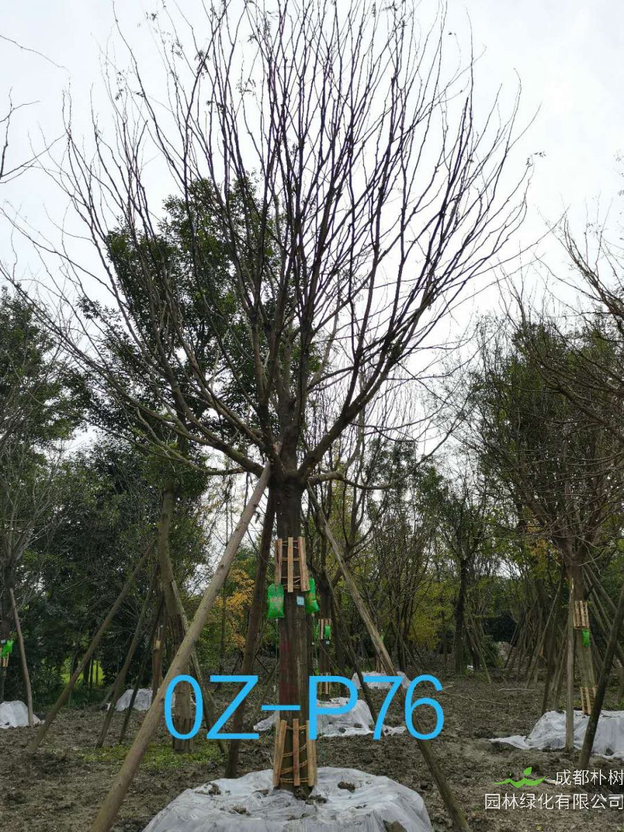 成都市-郫都区苗木基地直销24公分生长旺盛的精品皂角树