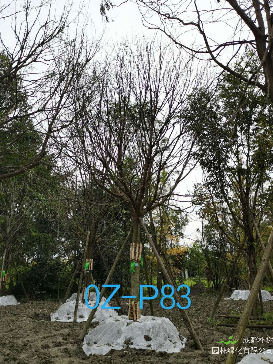 成都市-郫都区苗木基地直销24公分生长旺盛的精品皂角树