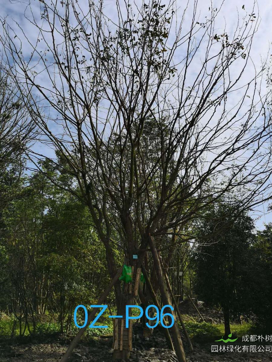 四川省32公分皂角树-树形优美-品质上乘-生长旺盛-姿态优美