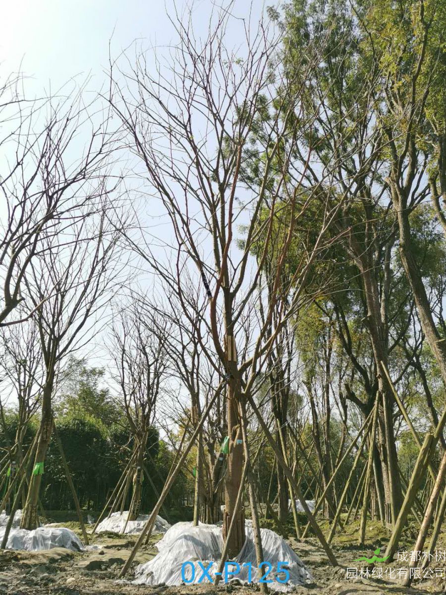 成都市-双流区苗木基地直销27公分价格实惠、生长旺盛的精品朴树