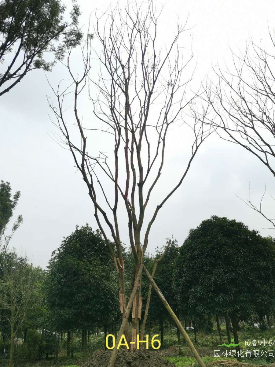 四川省-成都市苗木基地直销64公分树形优美-品质上乘的精品丛生黄连木