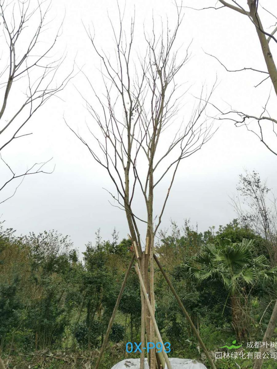 四川省-绵竹市苗木基地直销31公分生长旺盛-姿态优美的精品朴树