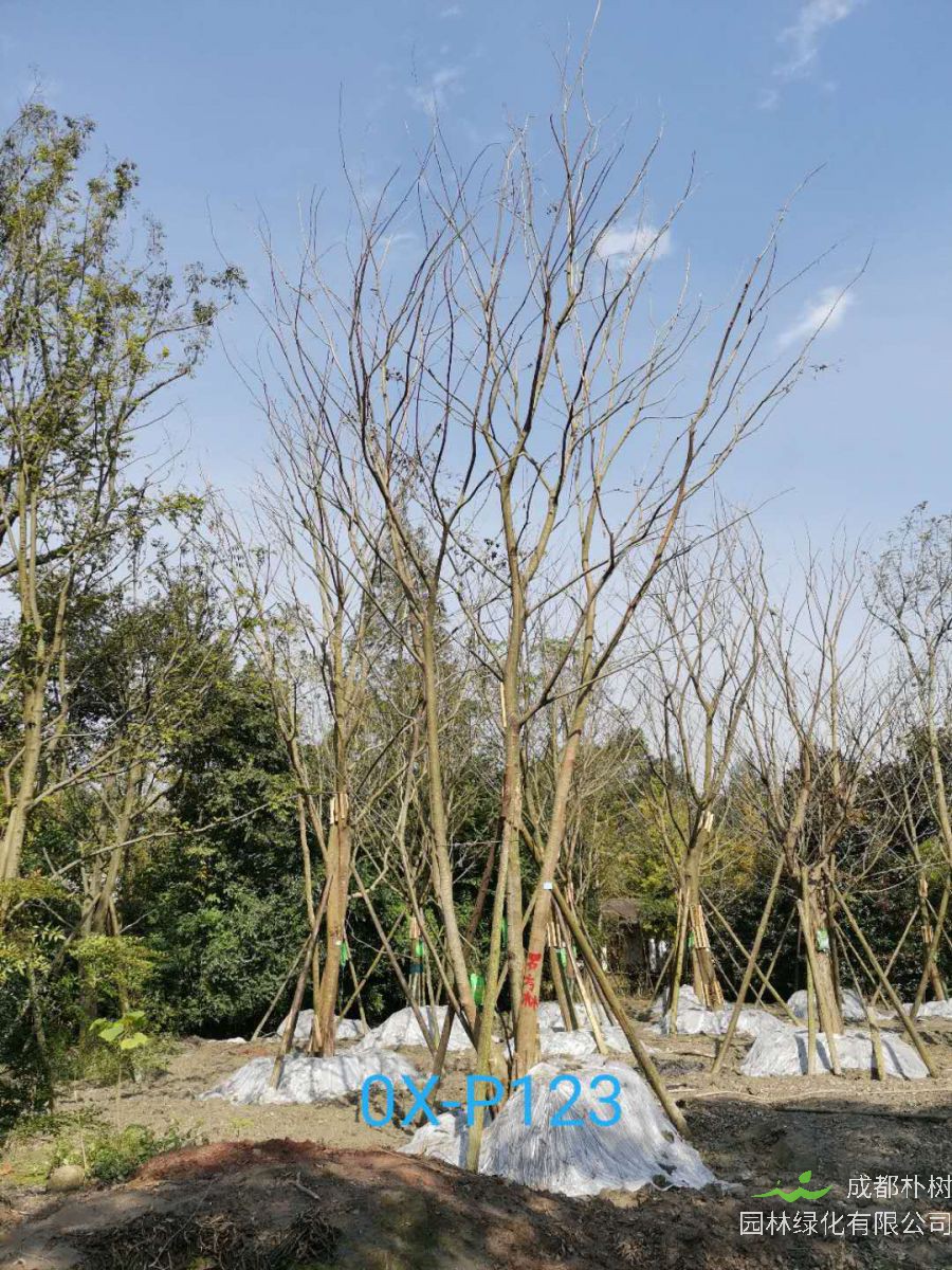 成都市-双流区苗木基地直销56公分品质上乘-生长旺盛的精品丛生朴树