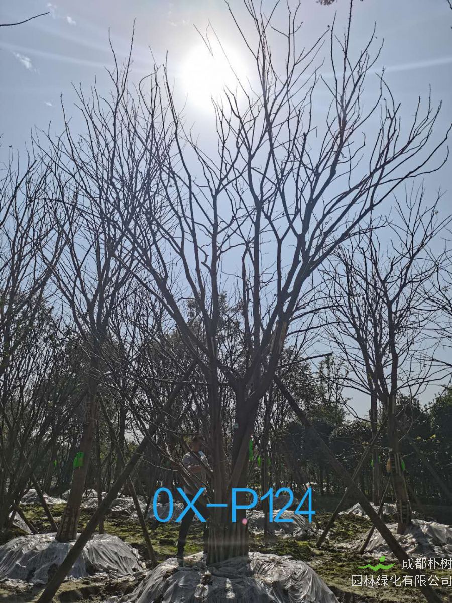 四川省-郫都区苗木基地直销62-68公分生长旺盛、树形优美的精品丛生朴树