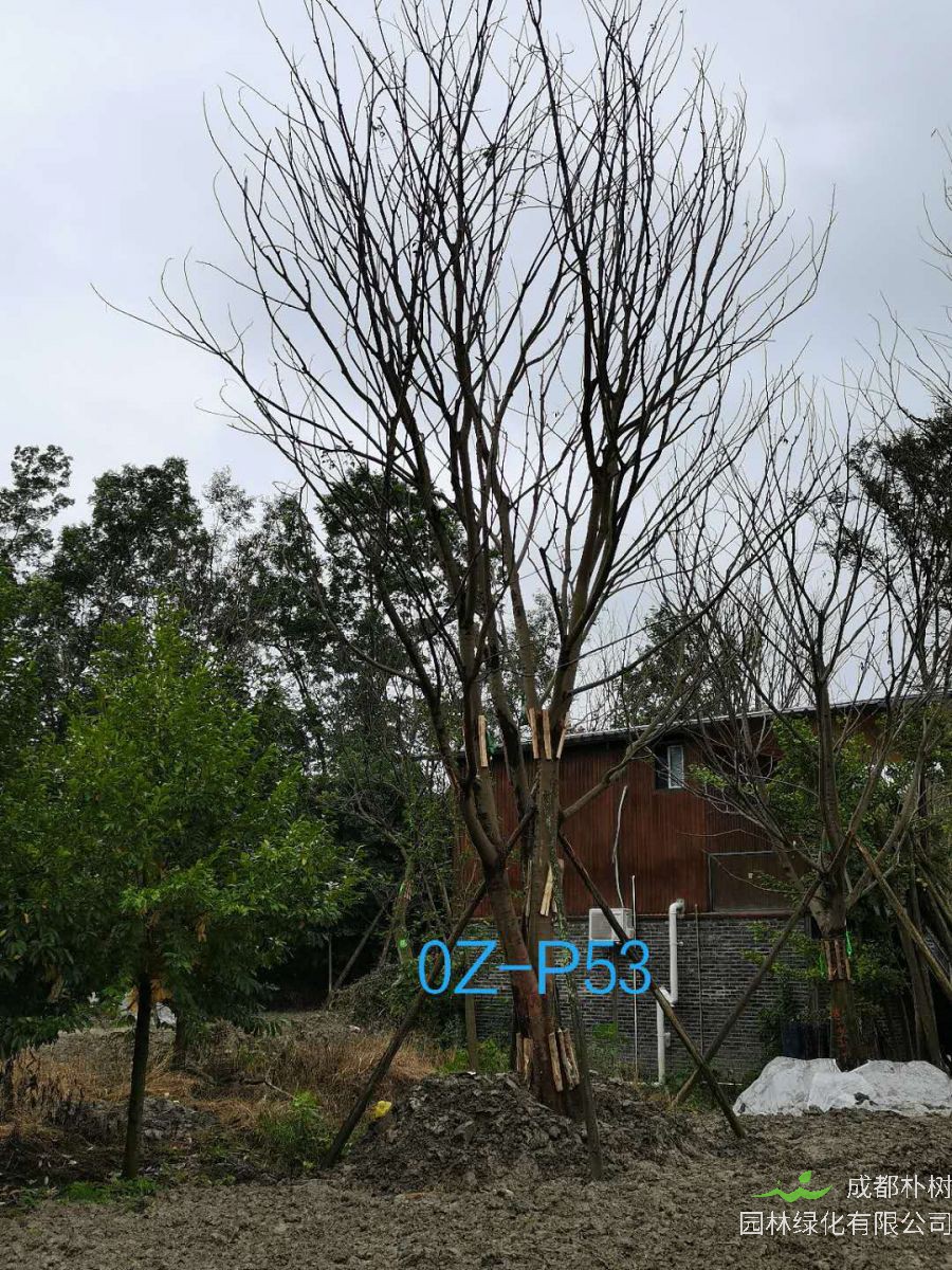 四川省-郫都区苗木基地直销62-68公分生长旺盛、树形优美的精品丛生朴树