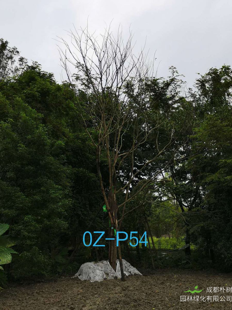 四川省-温江区苗木基地直销35公分生长旺盛-姿态优美的精品丛生朴树