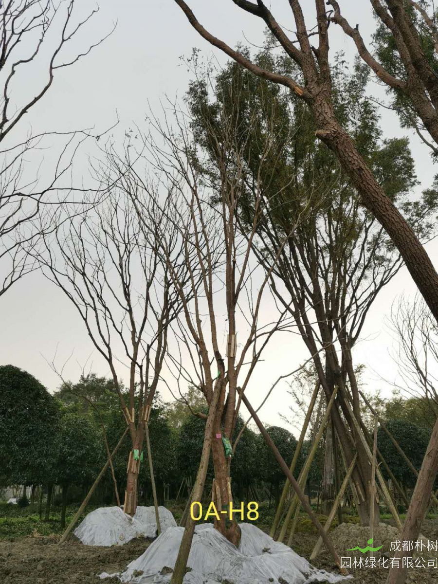 成都市-温江区苗木基地直销34-36公分树形优美-品质上乘-价格实惠的精品黄连木