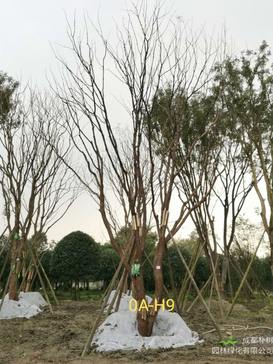 成都市-都江堰苗木基地直销42公分树形优美-生长旺盛-品质上乘的精品黄连木