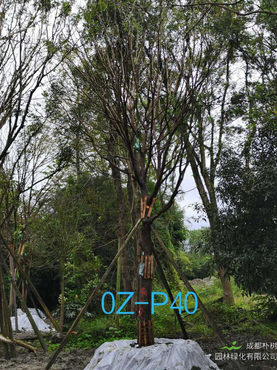 四川省-德阳市苗木基地25公分品质上乘-生长旺盛的精品皂角树