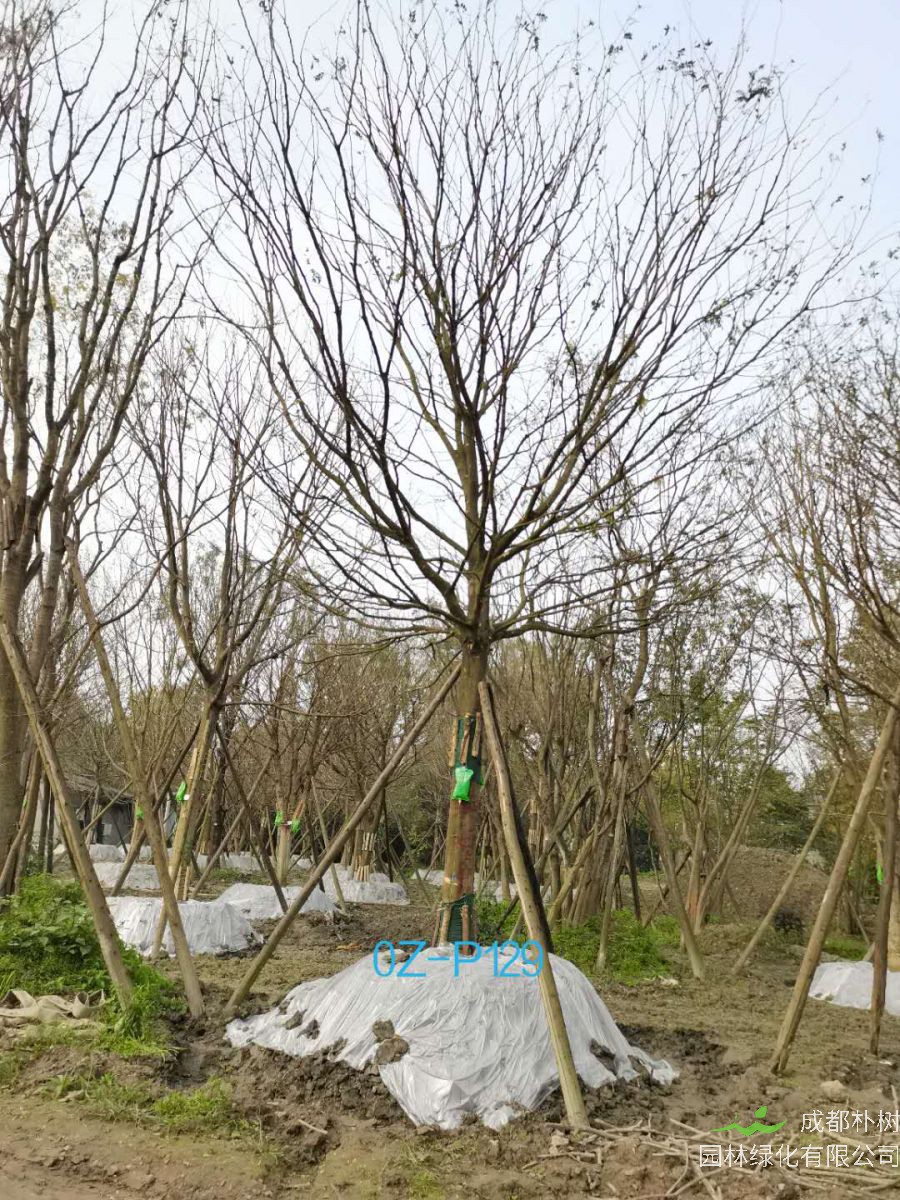 四川省-南充市苗木基地直销的28公分树形优美-生长旺盛的精品皂角树