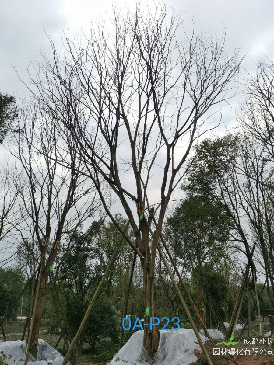 四川省-巴中市苗木基地直销49公分树冠圆满宽广-生长旺盛-树姿优美的精品朴树
