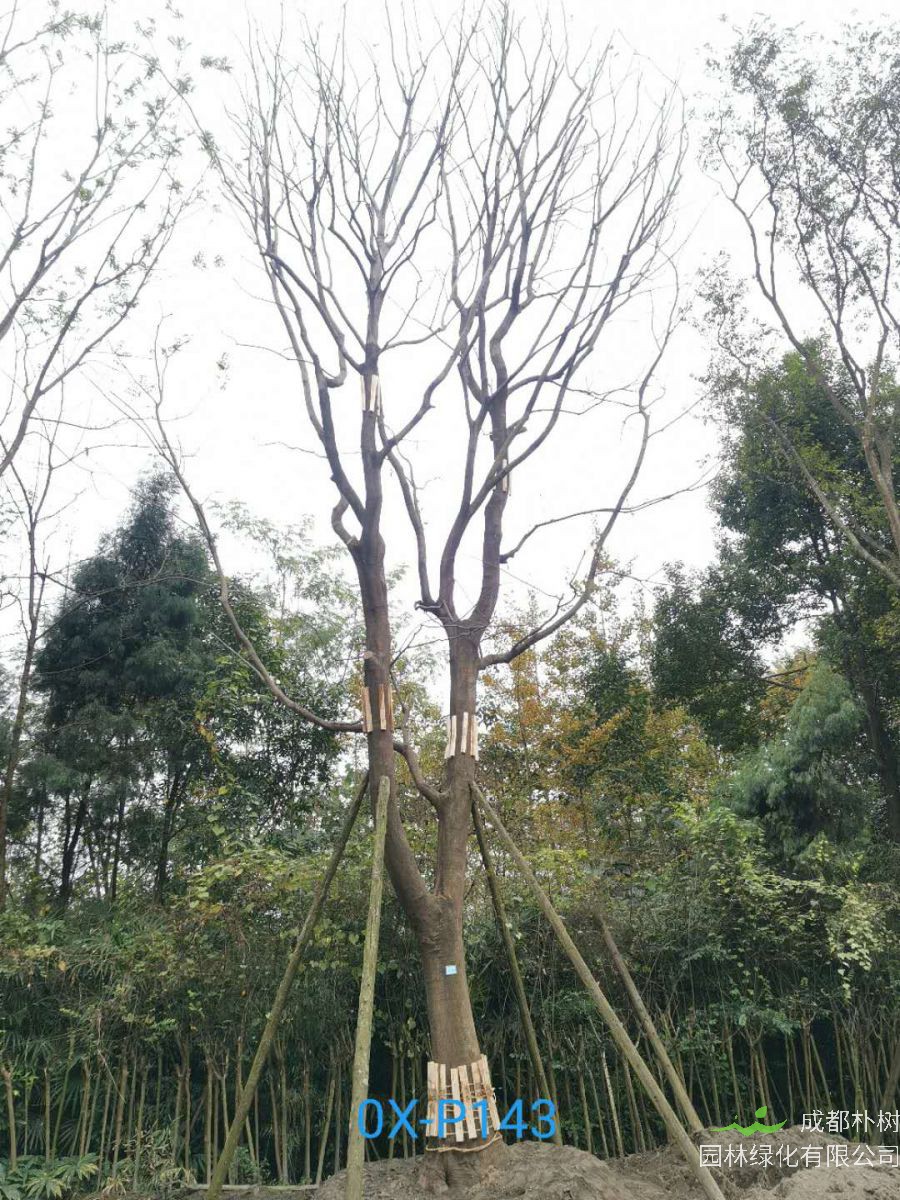 四川省-达州市苗木基地直销45公分树形优美、品质上乘、姿态优美的精品朴树