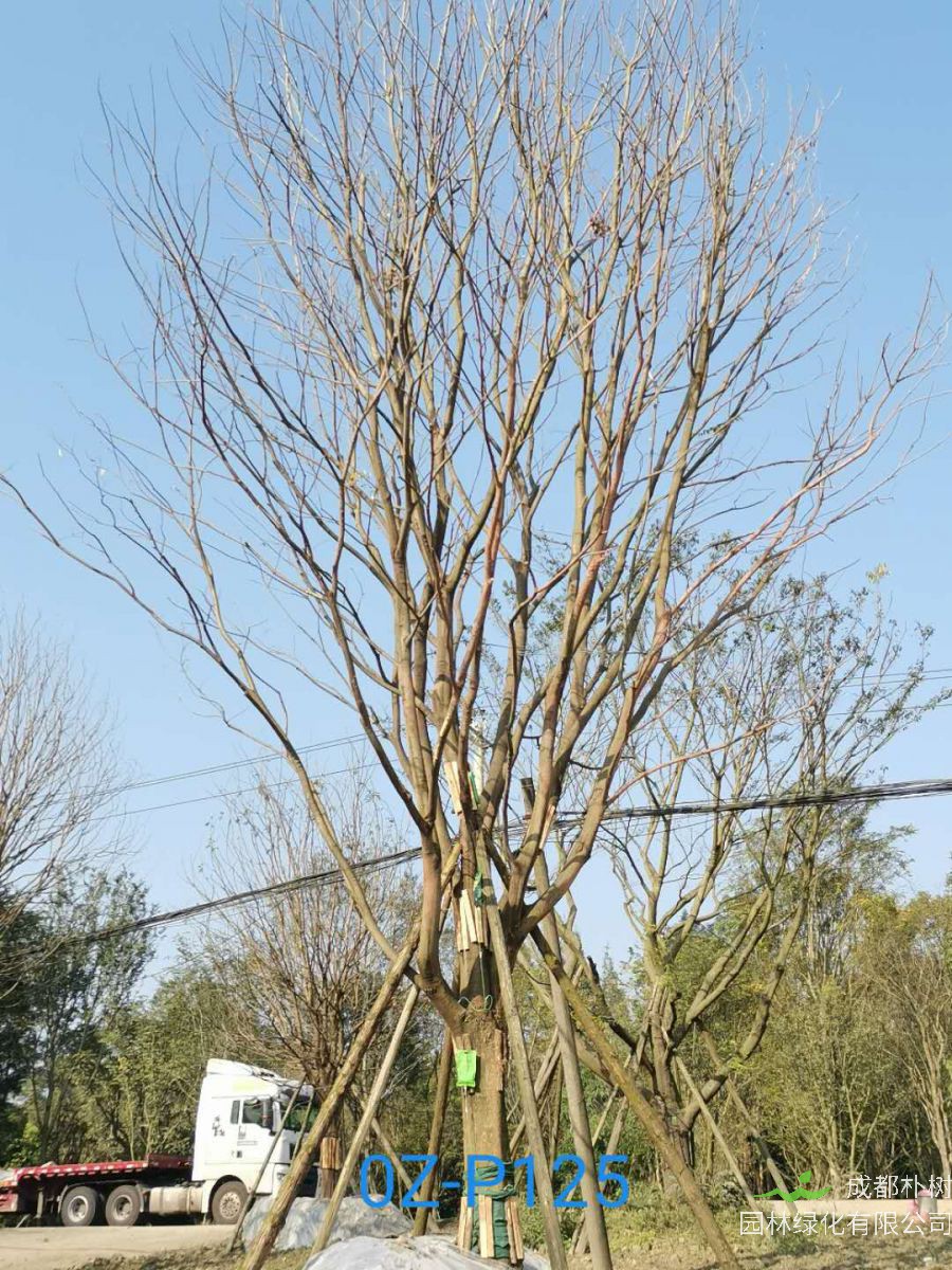 四川省-乐山市苗木基地直销40公分树形优美-品质上乘-价格实惠的精品朴树