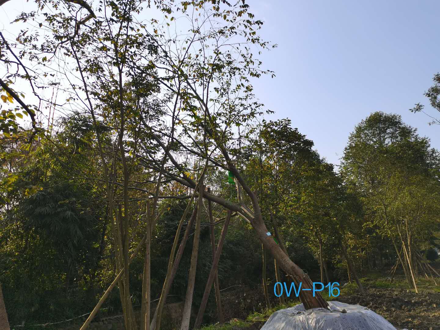 2020年四川省-成都市25-37公分的精品斜飘朴树价格详情