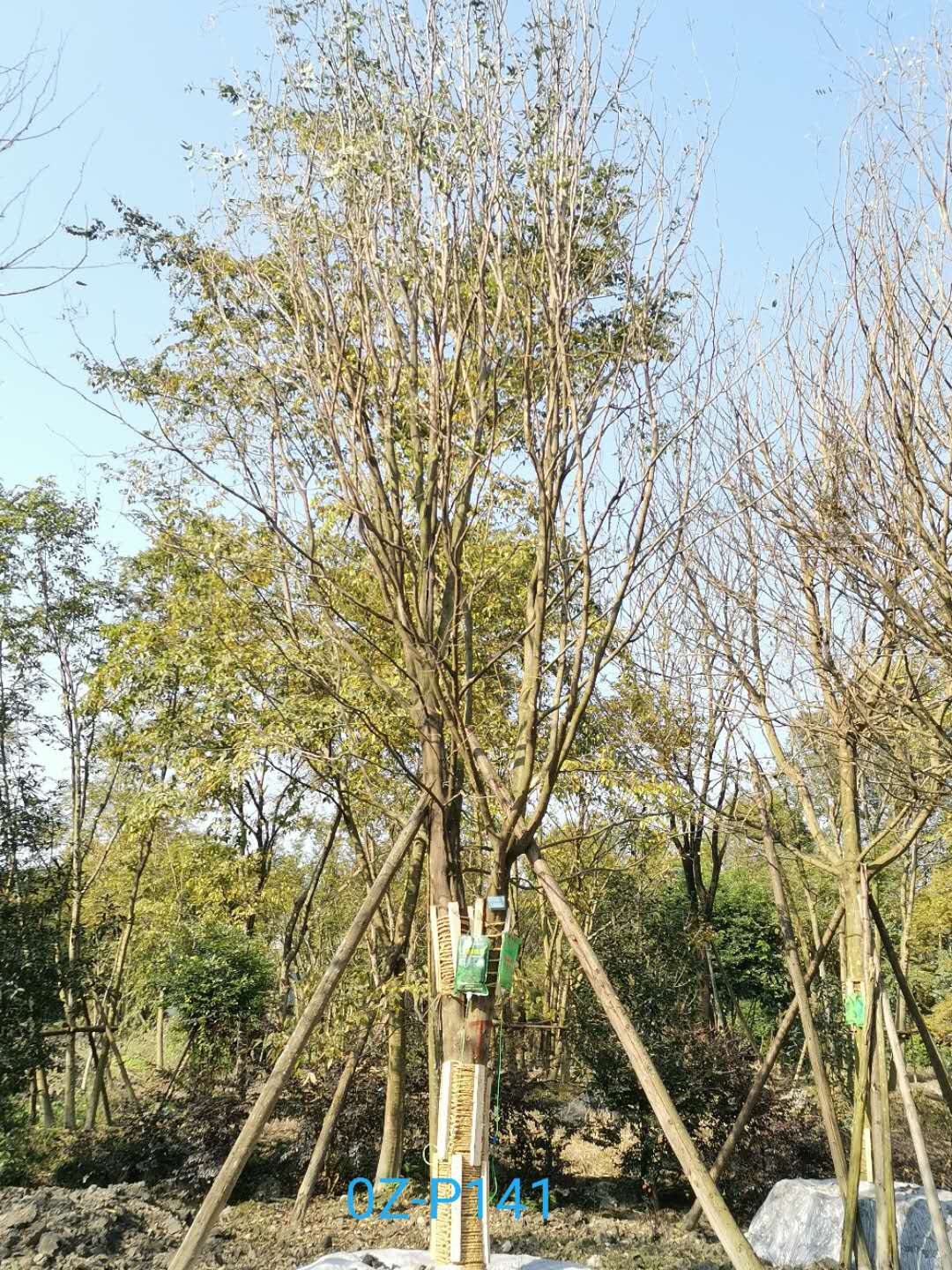 2020年四川省-成都市25公分精品皂角树价格详情-价格趋势