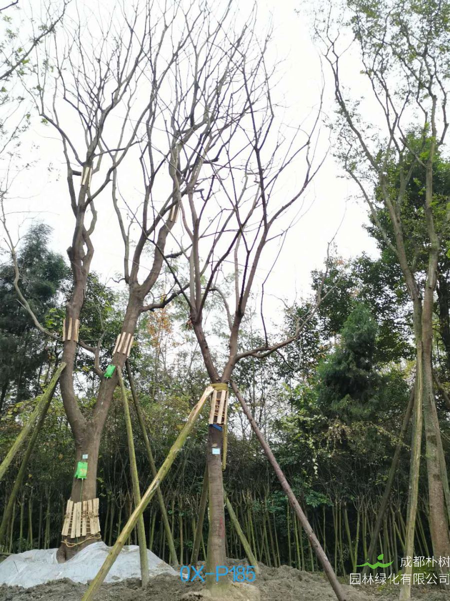 2020年四川省-成都市20公分树形优美的精品朴树价格详情-价格趋势