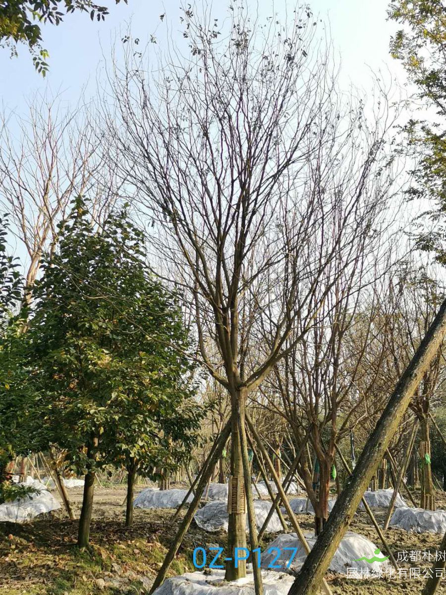 成都市-双流区24公分树形优美-品质上乘的精品皂角树价格怎么样？