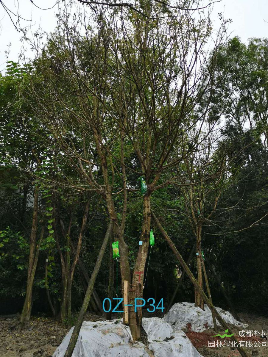 2020年四川省-自贡市28公分品质上乘-价格实惠的精品皂角树价格如何？