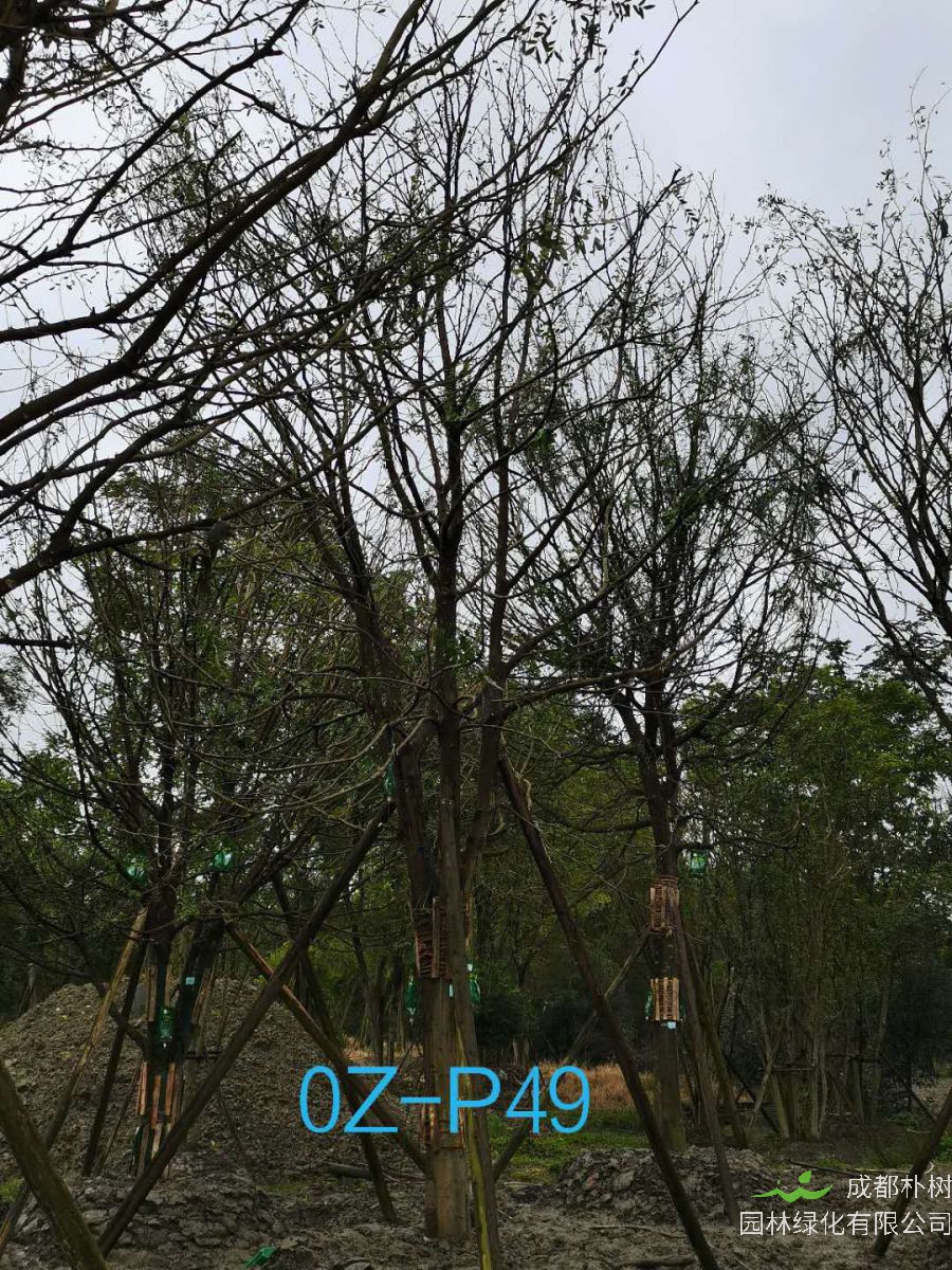 四川省-成都市25公分树形优美-树冠圆满宽广的精品皂角树价格详情