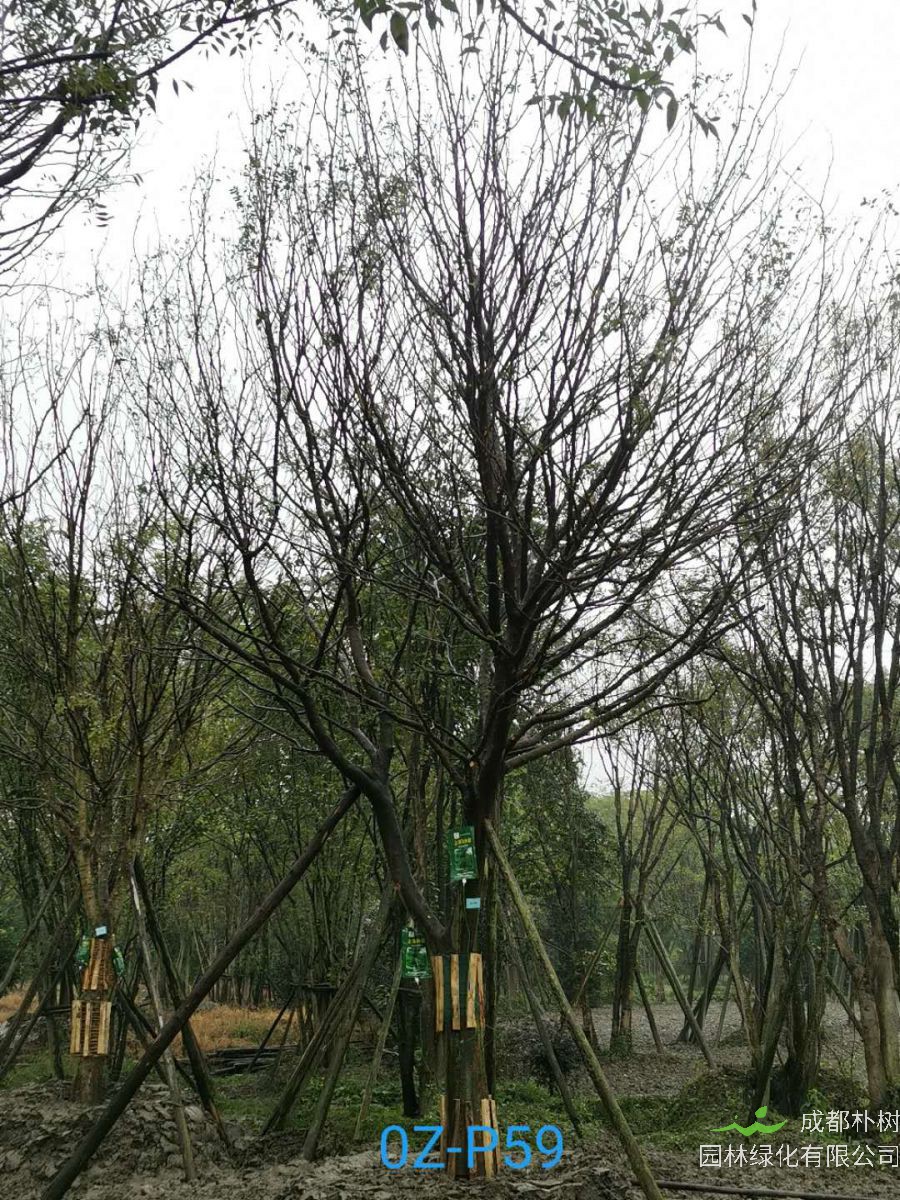 2020年四川省-自贡市28公分品质上乘-价格实惠的精品皂角树价格如何？