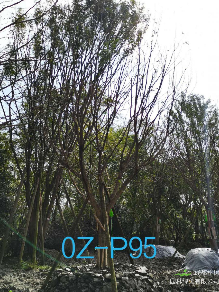 四川省-成都市25公分树形优美-树冠圆满宽广的精品皂角树价格详情