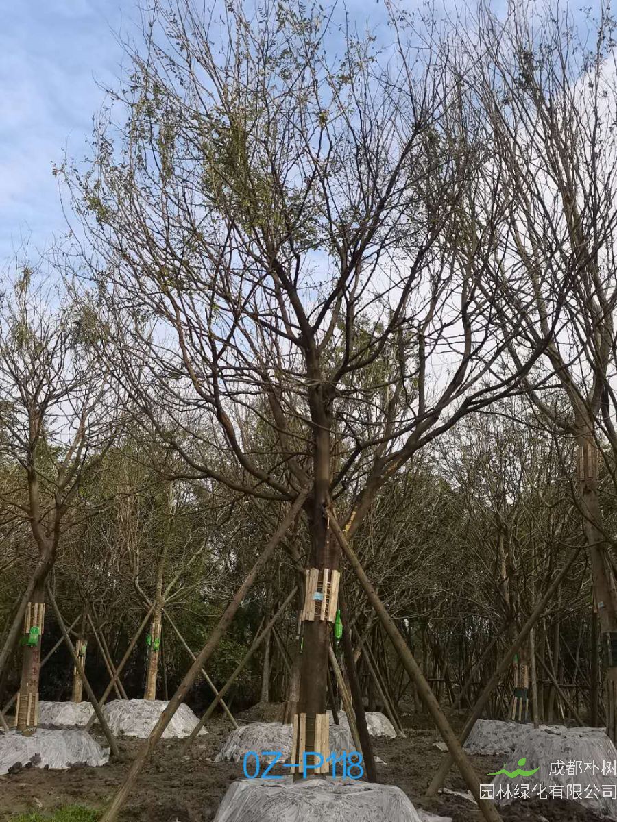 2020年都江堰市25公分生长旺盛-姿态优美的精品皂角树价格趋势