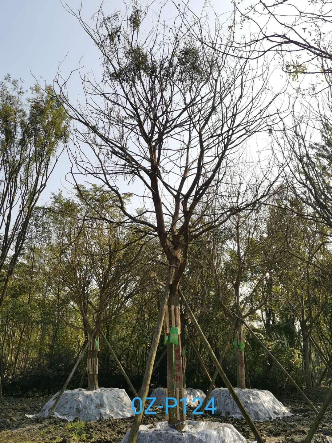 2020年都江堰市25公分生长旺盛-姿态优美的精品皂角树价格趋势