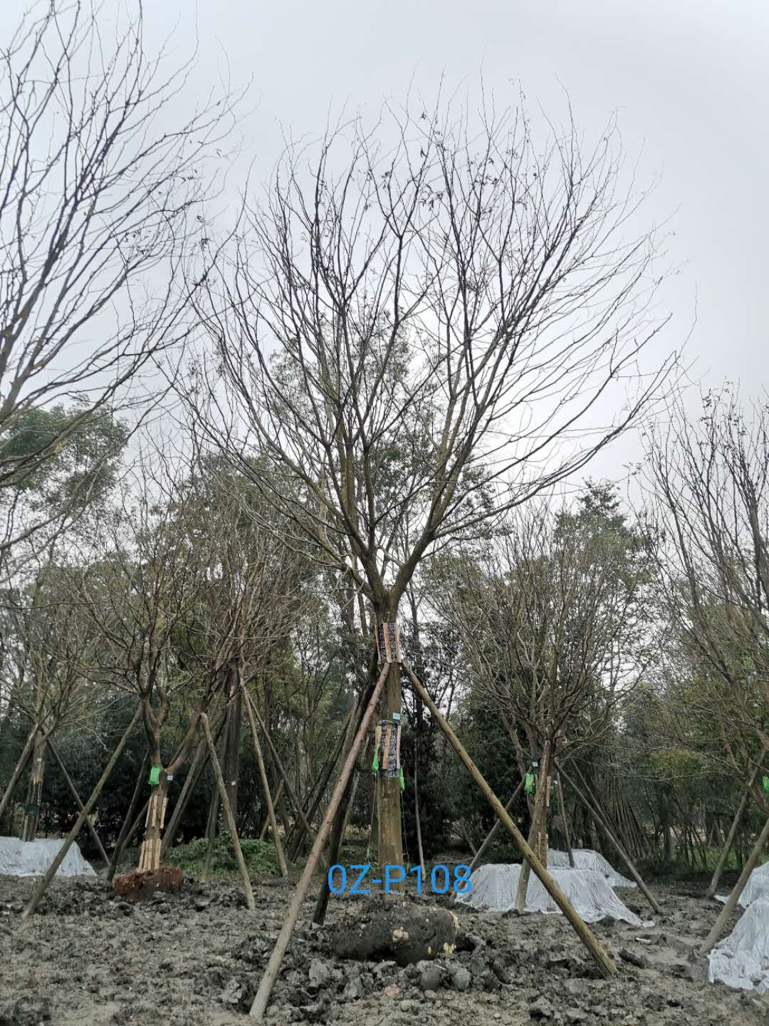 2020年四川省-德阳市25公分品质上乘-价格实惠的精品皂角树价格趋势