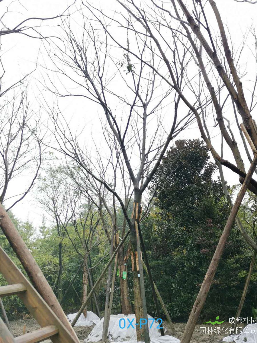 四川省-绵竹市27公分树形优美的精品朴树价格详情